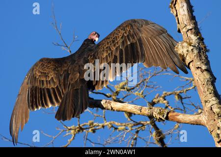 Putengeier (Cathartes Aura), Riverside Park, Stayton, Oregon Stockfoto