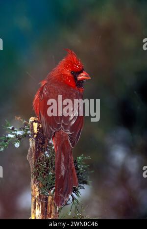 Männlicher nördlicher Kardinal, Kardinal cardinalis, von hinten auf wacholderzweig im Winter mit Eis auf Beeren, der sich in die Kamera umschaut, USA Stockfoto