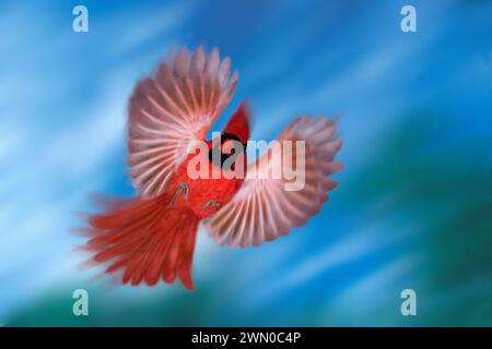 Männlicher Nordkardinal (Cardenalis cardenalis) mit Flügeln, die an einem blauen Himmel in Richtung Kamera fliegen. Missouri USA Amerika Stockfoto