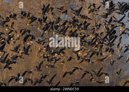 Start der kanadischen Gänse (Branta canadensis), Ankeny National Wildlife Refuge, Oregon Stockfoto