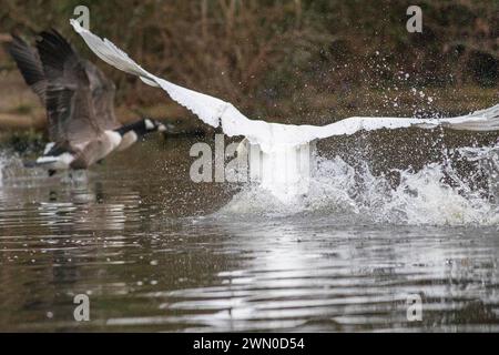 Guildford, Großbritannien. Februar 2024. Brittens Pond, Worplesdon. Februar 2024. Bewölktes Wetter in den Home Counties heute Nachmittag. Ein stummer Schwan im Flug, der ein Paar kanadischer Gänse jagt, am Brittens Pond in Worpleson, nahe Woking, in Surrey. Quelle: james jagger/Alamy Live News Stockfoto