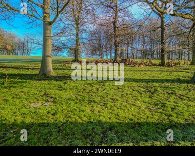 Wentworth Woodhouse beherbergt eine kleine Herde wunderschöner Damhirsche sowie eine viel größere Herde von Rotwild, die durch die breitere Parkanlage Streifen. Stockfoto