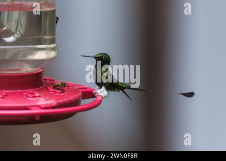 Ocreatus underwoodii, ein Kolibri in Kolumbien Stockfoto