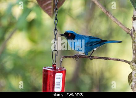 Thronender maskierter Blumenpiercer (Diglossa cyanea) auf einem Baum in Kolumbien Stockfoto