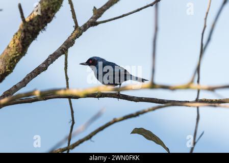 Thronender maskierter Blumenpiercer (Diglossa cyanea) auf einem Baum in Kolumbien Stockfoto