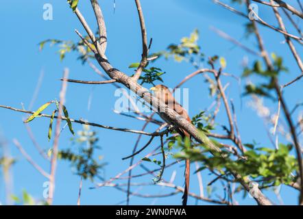 Eichhörnchen-Kuckuck (Piaya cayana) in der Nähe von Minca in Kolumbien Stockfoto