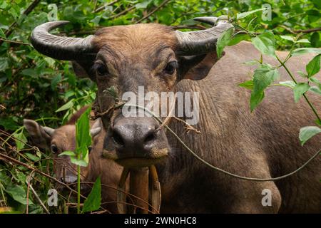 Wasserbüffel und Kalb in Laos in Südostasien Stockfoto