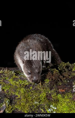Otter in einem Bergfluss an einem kalten Wintertag in einem eurosibirischen Wald Stockfoto