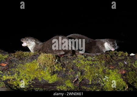 Otter Familie auf einem Bergfluss am frühen Abend eines Wintertages Stockfoto