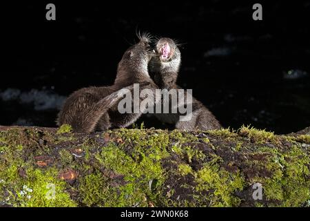 Otter kämpfen am frühen Abend um die Überreste eines Fisches in einem Gebirgsfluss Stockfoto