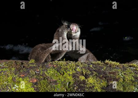 Otter kämpfen am frühen Abend um die Überreste eines Fisches in einem Gebirgsfluss Stockfoto