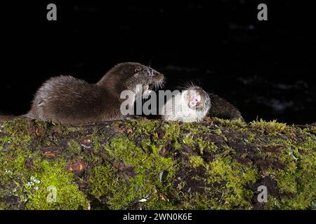 Otter kämpfen am frühen Abend um die Überreste eines Fisches in einem Gebirgsfluss Stockfoto