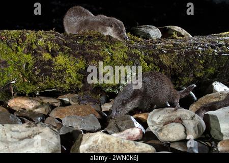 Otter Familie auf einem Bergfluss am frühen Abend eines Wintertages Stockfoto