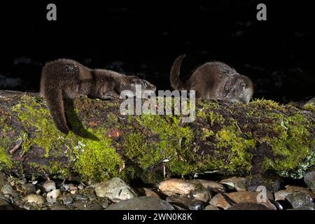 Otter Familie auf einem Bergfluss am frühen Abend eines Wintertages Stockfoto