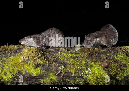 Otter Familie auf einem Bergfluss am frühen Abend eines Wintertages Stockfoto