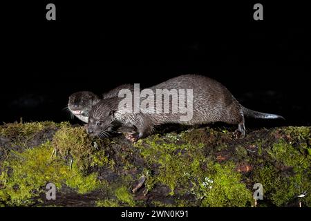 Otter Familie auf einem Bergfluss am frühen Abend eines Wintertages Stockfoto