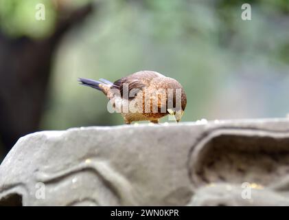 Weißrumpelmunia, schlifffinke, Spitzschwanz-Bronzemännchen, Capucin domino, Lonchura striata, hegyesfarkú bronzpinty, China, Asien Stockfoto