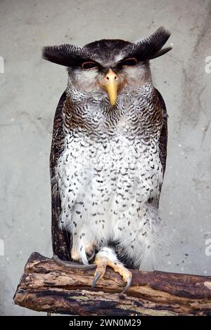 Kreuzadler, Malaiische Uhu, Malayen-Uhu, Grand-Duc-Bruyant, Bubo sumatranus, Pamatos uhu, Malaysia, Asien Stockfoto