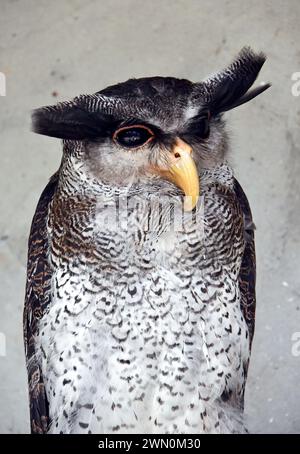 Kreuzadler, Malaiische Uhu, Malayen-Uhu, Grand-Duc-Bruyant, Bubo sumatranus, Pamatos uhu, Malaysia, Asien Stockfoto