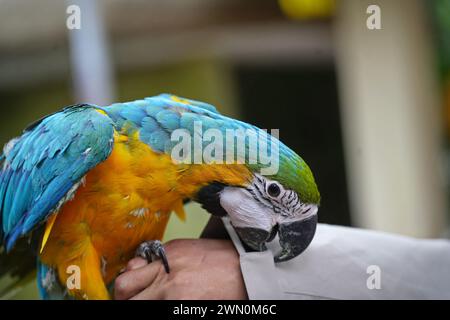 Papagei mit blauem und goldenem Ara isst Essen in den Händen. Stockfoto