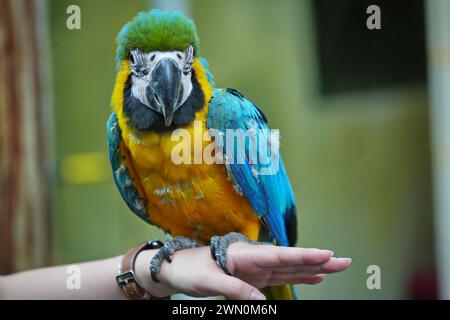 Papagei mit blauem und goldenem Ara isst Essen in den Händen. Stockfoto