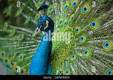 Ein männlicher Pfau zeigt seinen gefiederten Keuchen Stockfoto
