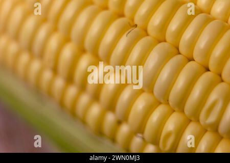 Ein Nahfoto von frischen Maiskolben, die noch in ihren grünen Schalen stehen, auf einem rustikalen Holztisch ausgestellt. Stockfoto