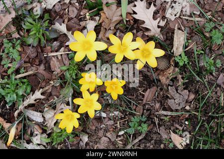 Gelber Krokus Herald des Frühlings Stockfoto