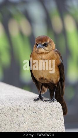 Amerikanisches Boot-Tail auf der Suche nach Essen Stockfoto