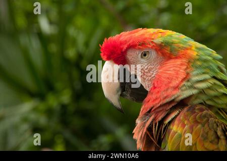 Hybrid Scarlet/Great Green Ara im Xel-Ha Naturpark, Riviera Maya, Mexiko. Stockfoto