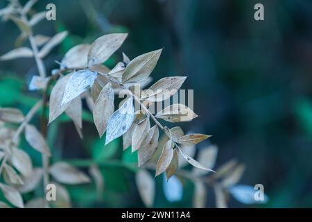 Dieses Foto zeigt eine Nahaufnahme von leuchtend grünen Blättern. Stockfoto
