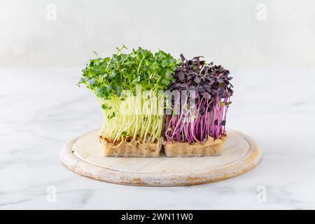 Frischer Rettich und Rucola Microgreens. Veganes und gesundes Esskonzept, Mikrokräuter, Bio Superfood Stockfoto