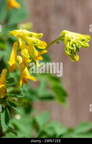Makroaufnahme gelber corydalis (Pseudofumaria lutea) Blüten in Blüte Stockfoto