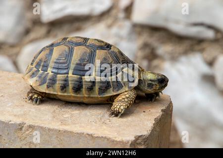 Eine Schildkröte auf einem Spaziergang Stockfoto