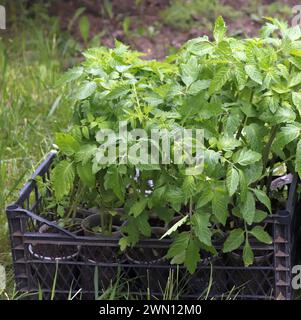 Bild von grünen Tomatensämlingen, die in Plastikbechern gepflanzt wurden, die in einer Kiste auf grünem Gras platziert wurden. Stockfoto