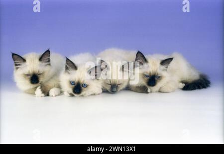 Vier Birman Seal und Blue Tabby Kätzchen schlafen auf einem Flieder Hintergrund Stockfoto