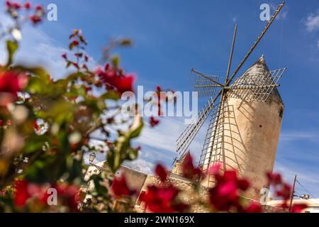 Historische Windmühle von es Jonquet in der Altstadt von Palma de Mallorca, umgeben von blühender Bougainvillea, Mallorca, Balearen, Spanien Stockfoto