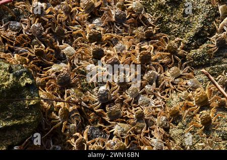 Eriocheir sinensis, Chinesische Wollhandkrabben, Chinesische Handkrabbe, Shanghai haarige Krabbe, Geesthacht Stockfoto