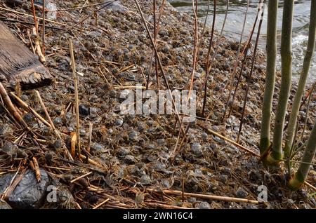 Eriocheir sinensis, Chinesische Wollhandkrabben, Chinesische Handkrabbe, Shanghai haarige Krabbe, Geesthacht Stockfoto