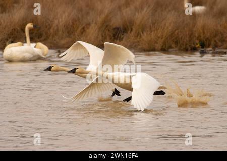 Der Tundra-Schwan (Cygnus columbianus) nimmt am McFadden Marsh, William Finley National Wildlife Refuge, Oregon, ab Stockfoto