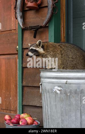 Waschbär (Procyon lotor) lehnt sich aus der Mülltonne über Äpfel – ein Gefangenes Tier Stockfoto