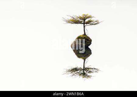 Fairy Lake Bonsai Tree (eine winzige Douglasie, die auf einem untergetauchten Baumstamm im Fairy Lake wächst) - Port Renfrew, Vancouver Island, British Columbia, Kanada Stockfoto