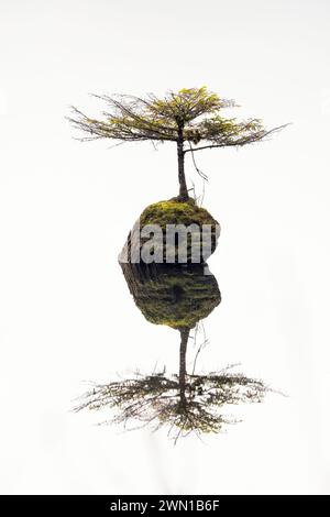 Fairy Lake Bonsai Tree (eine winzige Douglasie, die auf einem untergetauchten Baumstamm im Fairy Lake wächst) - Port Renfrew, Vancouver Island, British Columbia, Kanada Stockfoto