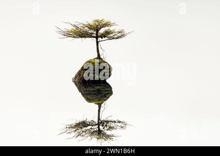 Fairy Lake Bonsai Tree (eine winzige Douglasie, die auf einem untergetauchten Baumstamm im Fairy Lake wächst) - Port Renfrew, Vancouver Island, British Columbia, Kanada Stockfoto