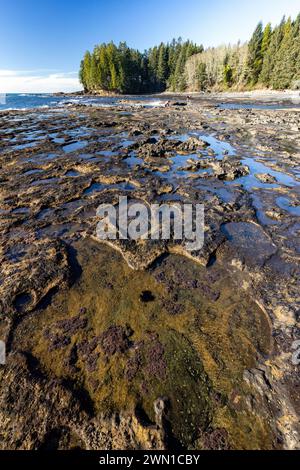 Gezeitenpool-Landschaft am Botanical Beach - Juan de Fuca Provincial Park - Port Renfrew, Vancouver Island, British Columbia, Kanada Stockfoto