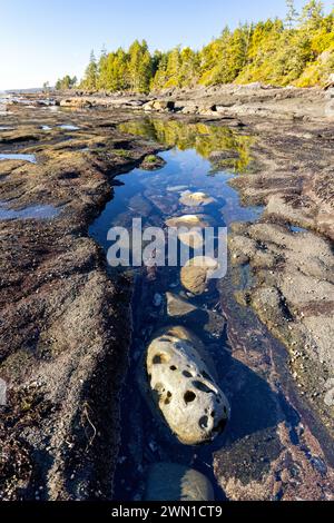 Gezeitenpool-Landschaft am Botanical Beach - Juan de Fuca Provincial Park - Port Renfrew, Vancouver Island, British Columbia, Kanada Stockfoto