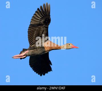 Schwarzbauchente (Dendrocygna autumnalis) im blauen Himmel, Galveston, Texas. USA. Stockfoto