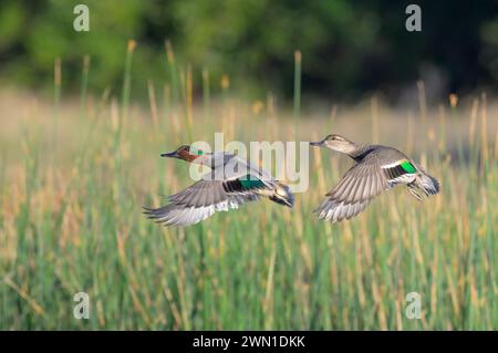 Grün-geflügeltes Petrol (Anas crecca), das während der Migration über den See gegen Schilfe fliegt, Galveston, Texas, USA. Stockfoto