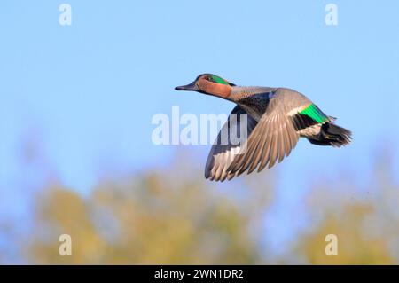 Grün geflügelter Teal (Anas crecca) drake, der über Bäumen fliegt, Galveston, Texas, USA. Stockfoto