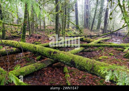 Moosbedeckte umgestürzte Bäume im Goldstream Provincial Park in der Nähe von Victoria, Vancouver Island, British Columbia, Kanada Stockfoto